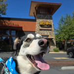 Best In Show: Adopt and Dine Fundraiser at Lazy Dog Concord Benefiting Joybound People & Pets